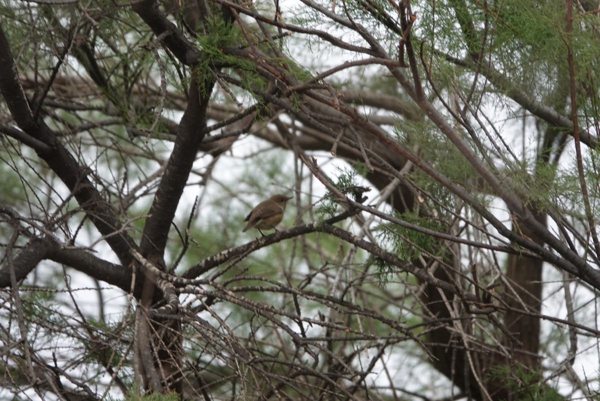 Garden Warbler - Antonio Torres Quesada