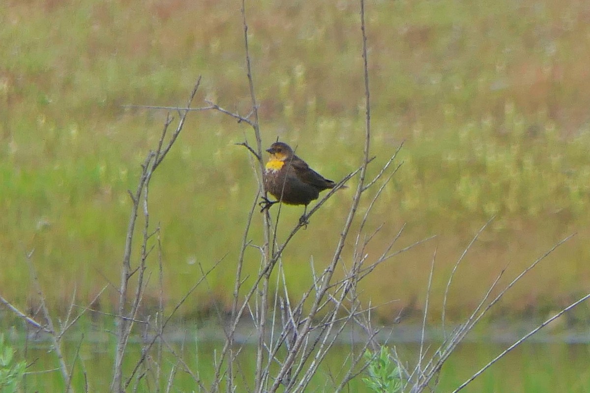 Yellow-headed Blackbird - ML618213314