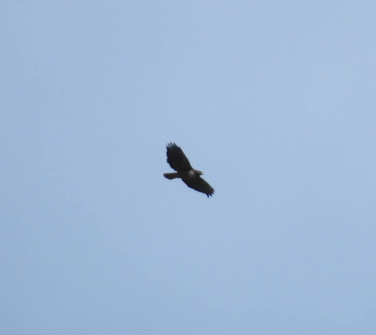 Red-tailed Hawk (costaricensis) - Erick Barbato