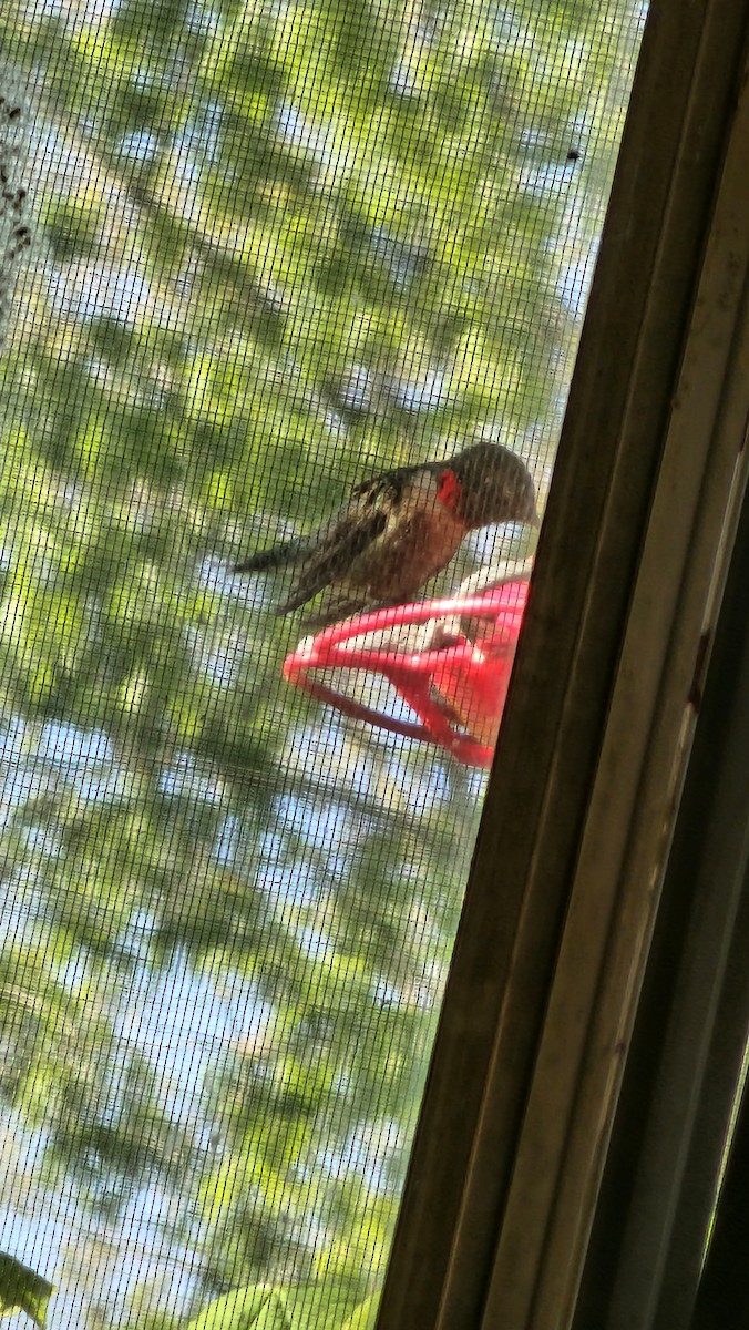 Ruby-throated Hummingbird - ML618213320