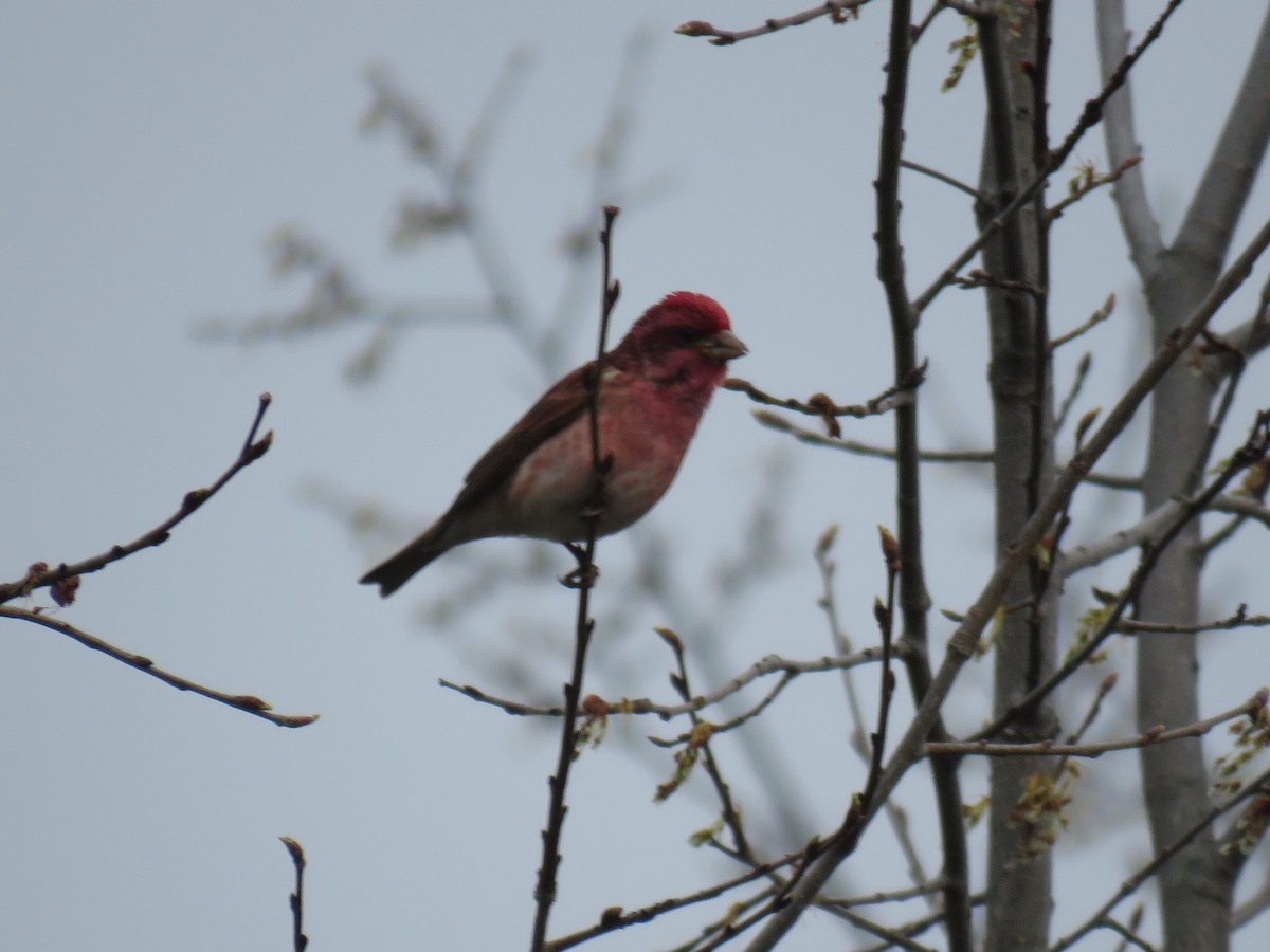 Purple Finch - Michel Turcot