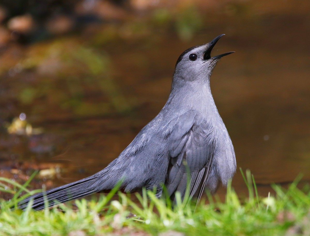 Gray Catbird - ML618213330