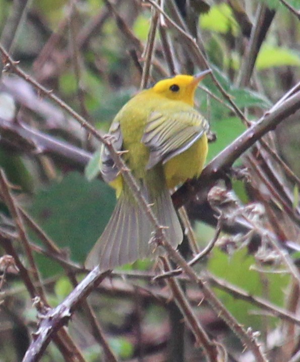 Wilson's Warbler - Milton Vine