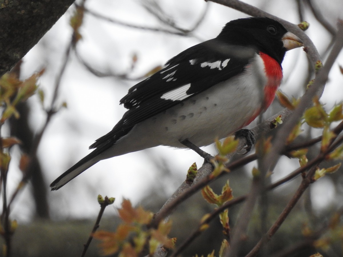 Rose-breasted Grosbeak - ML618213333