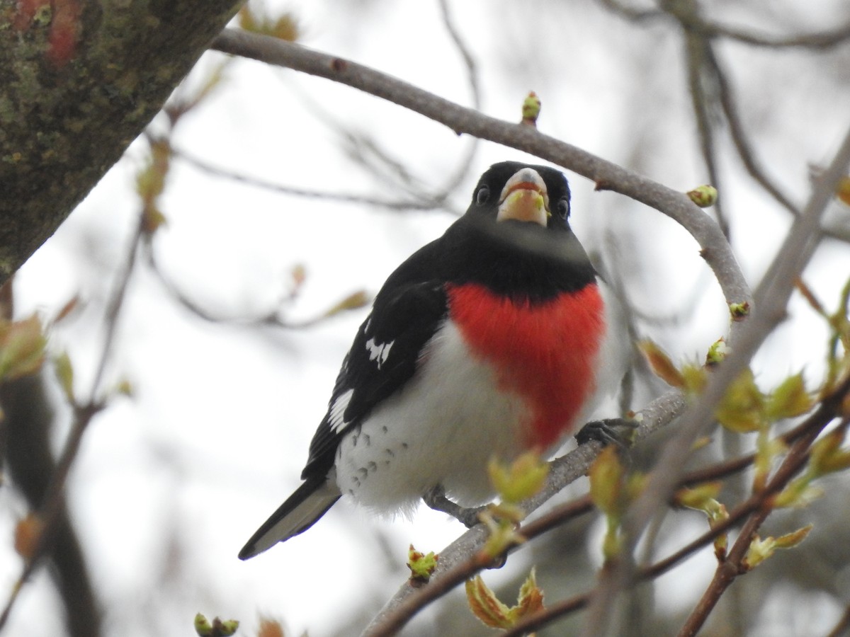 Rose-breasted Grosbeak - ML618213346