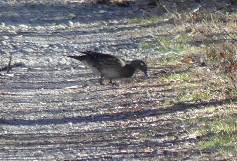 Wood Duck - ML618213351