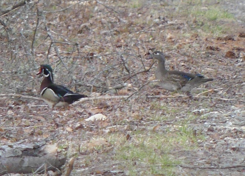 Wood Duck - ML618213352