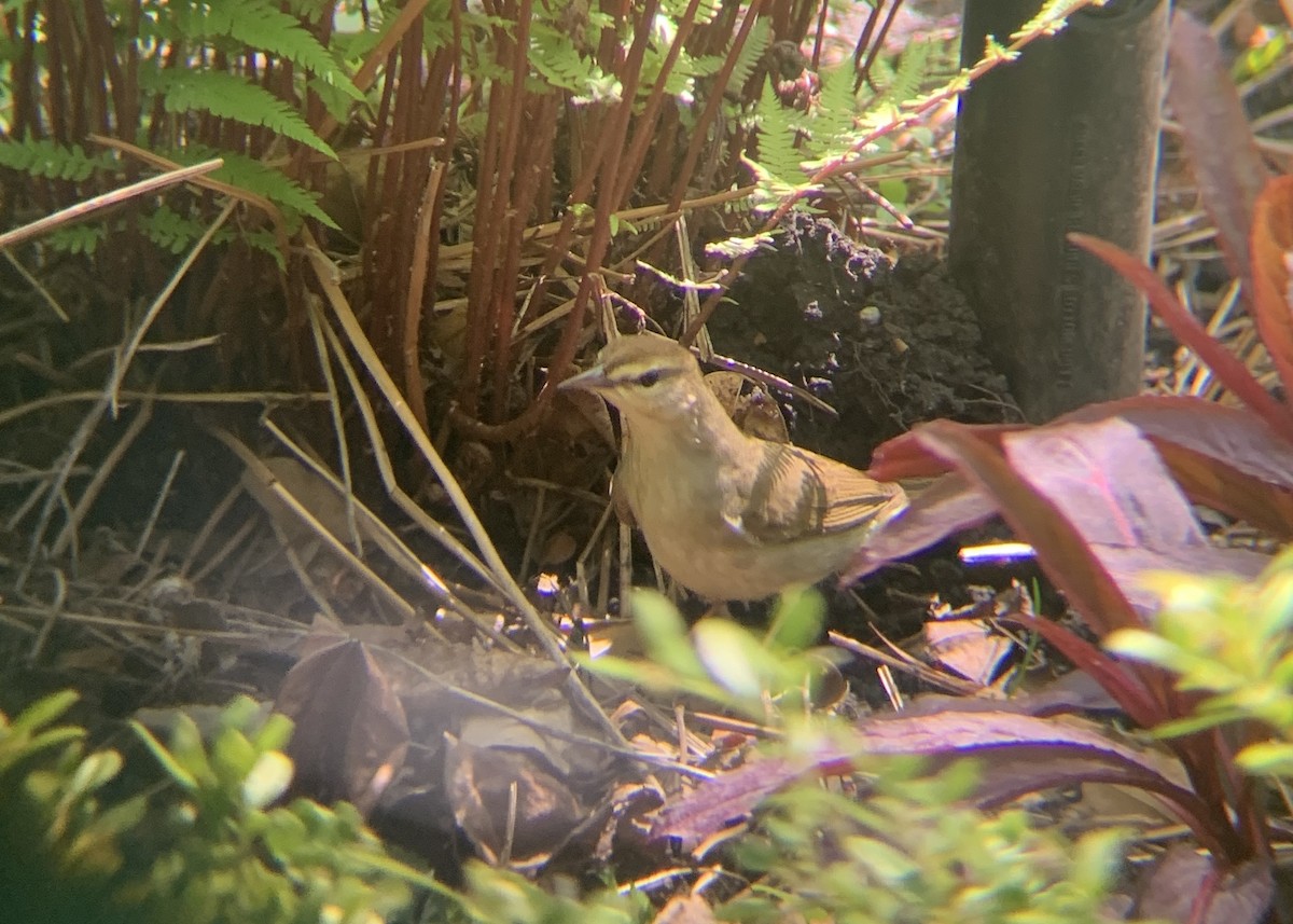 Swainson's Warbler - Shane Murphy