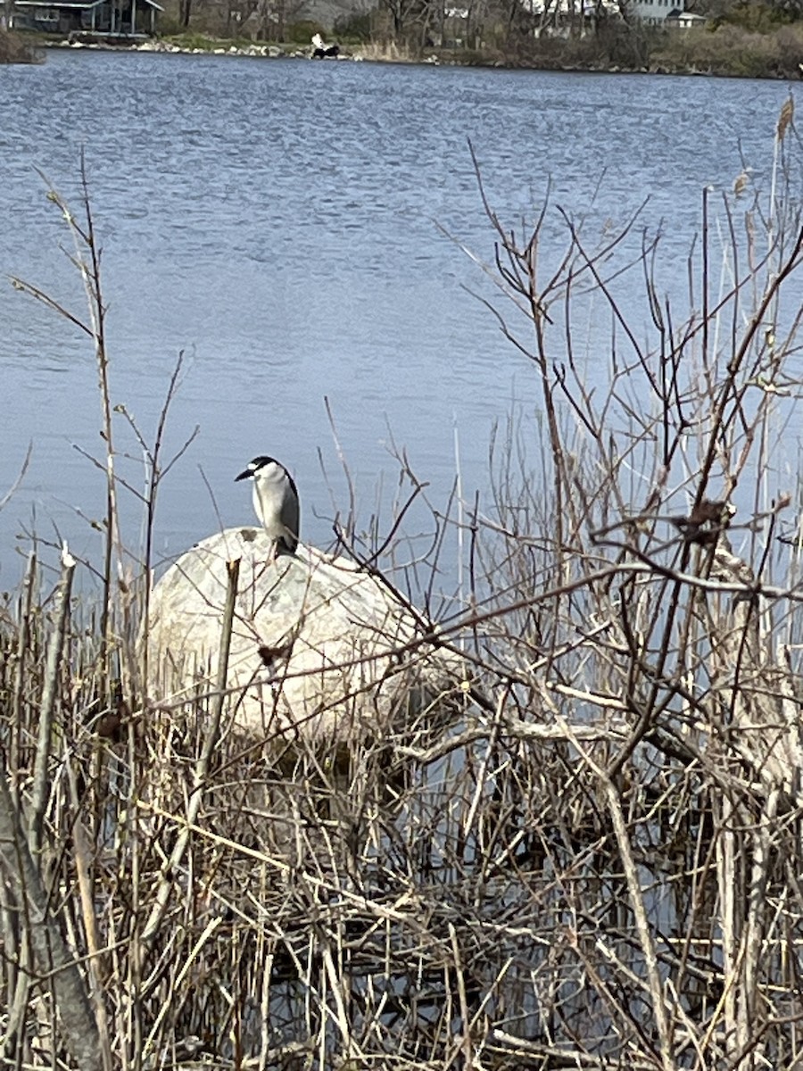 Black-crowned Night Heron - ML618213354