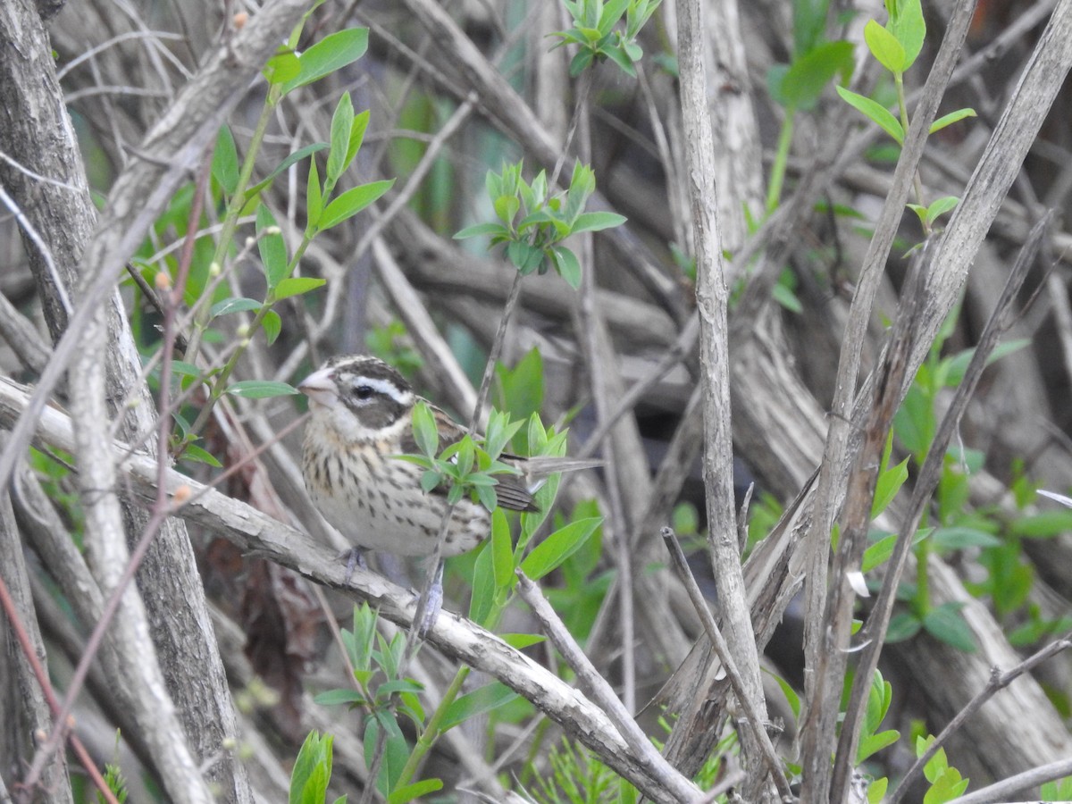 Rose-breasted Grosbeak - ML618213370