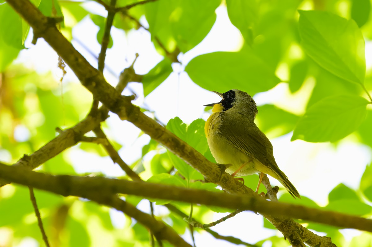 Common Yellowthroat - ML618213371