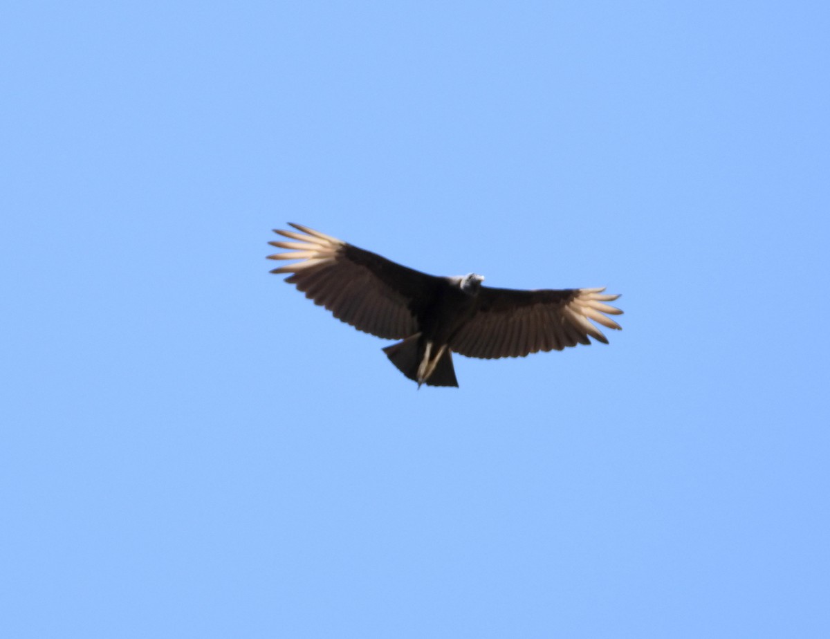 Black Vulture - charlene wood