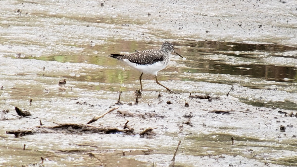 Solitary Sandpiper - Gary Jones