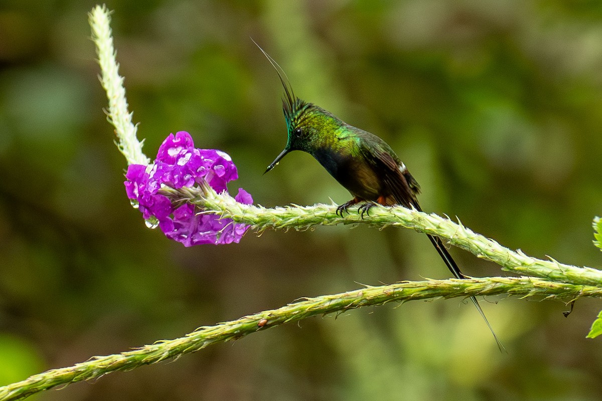 kolibřík ostrochocholatý - ML618213401