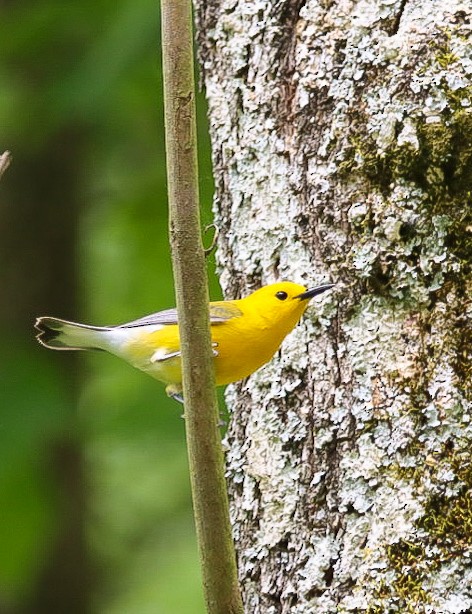 Prothonotary Warbler - ML618213403