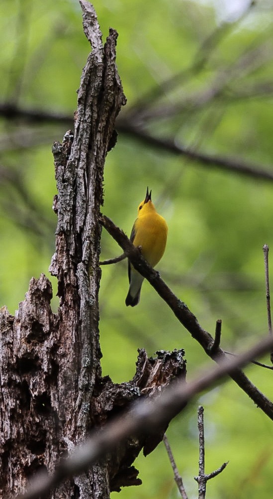 Prothonotary Warbler - ML618213404