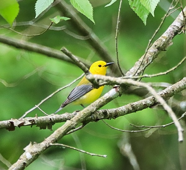 Prothonotary Warbler - ML618213405