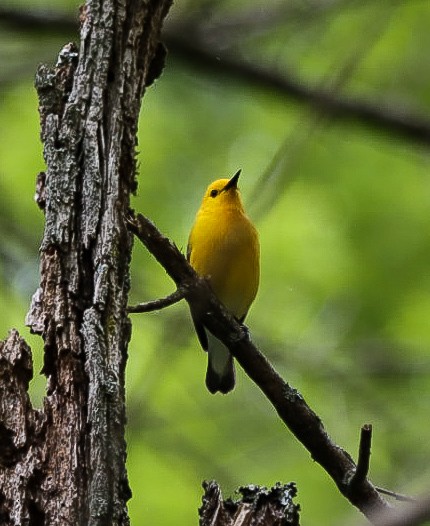 Prothonotary Warbler - ML618213406