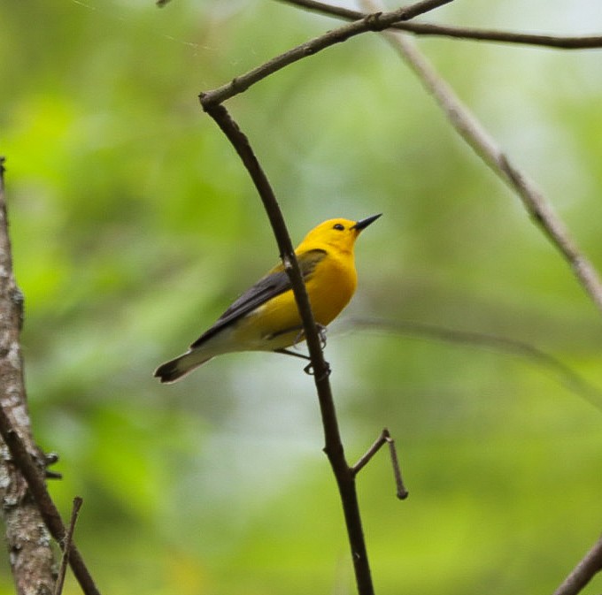 Prothonotary Warbler - ML618213407