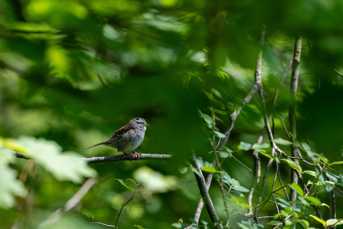 White-throated Sparrow - ML618213419