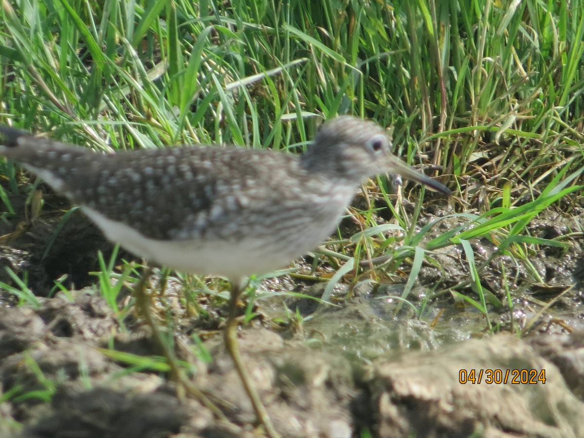 Solitary Sandpiper - JOHN KIRK