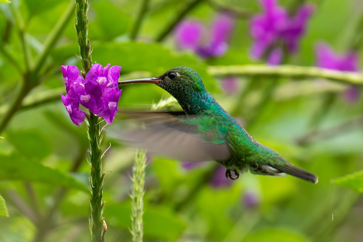 kolibřík modroocasý - ML618213425