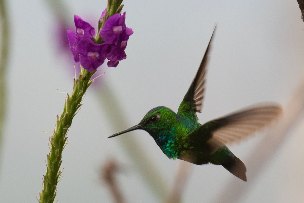 Blue-tailed Emerald - ML618213426