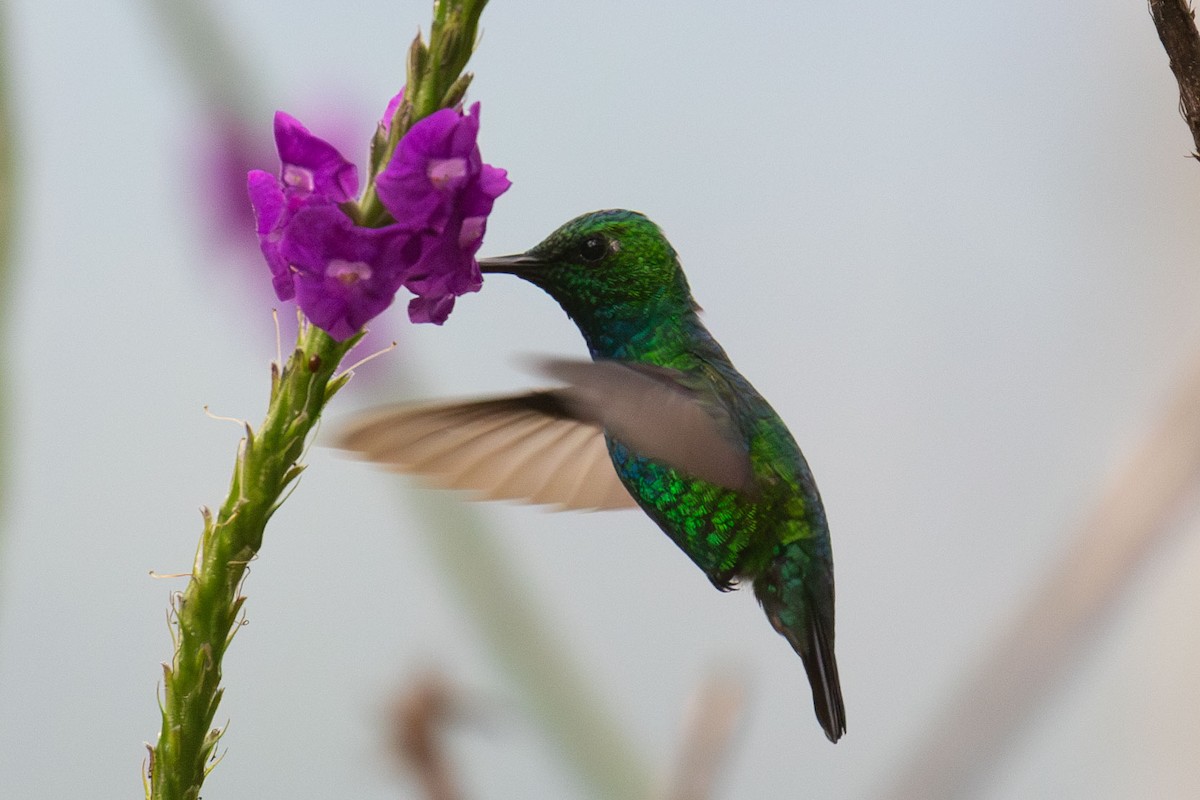 kolibřík modroocasý - ML618213428