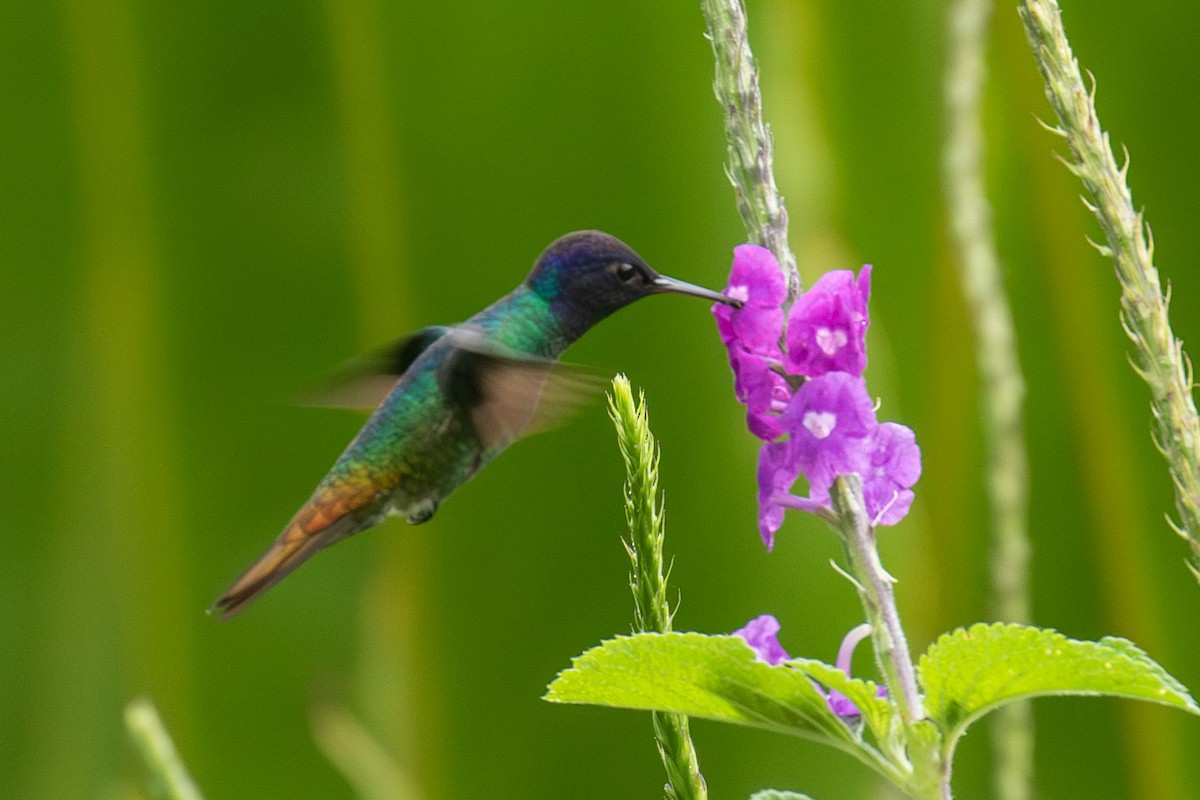 Golden-tailed Sapphire - Celesta von Chamier