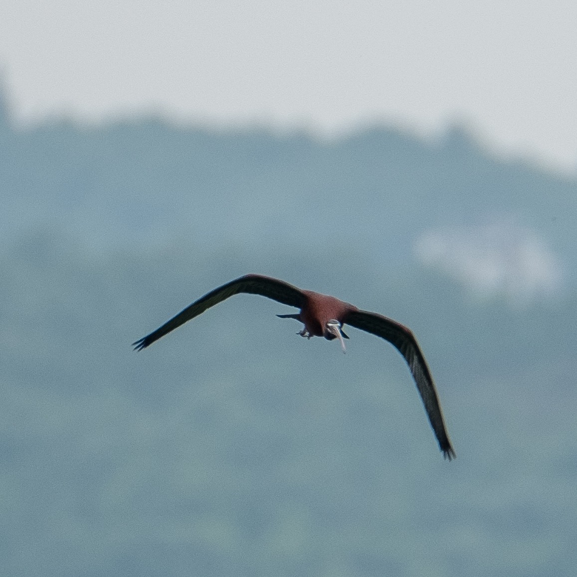 ibis hnědý - ML618213442