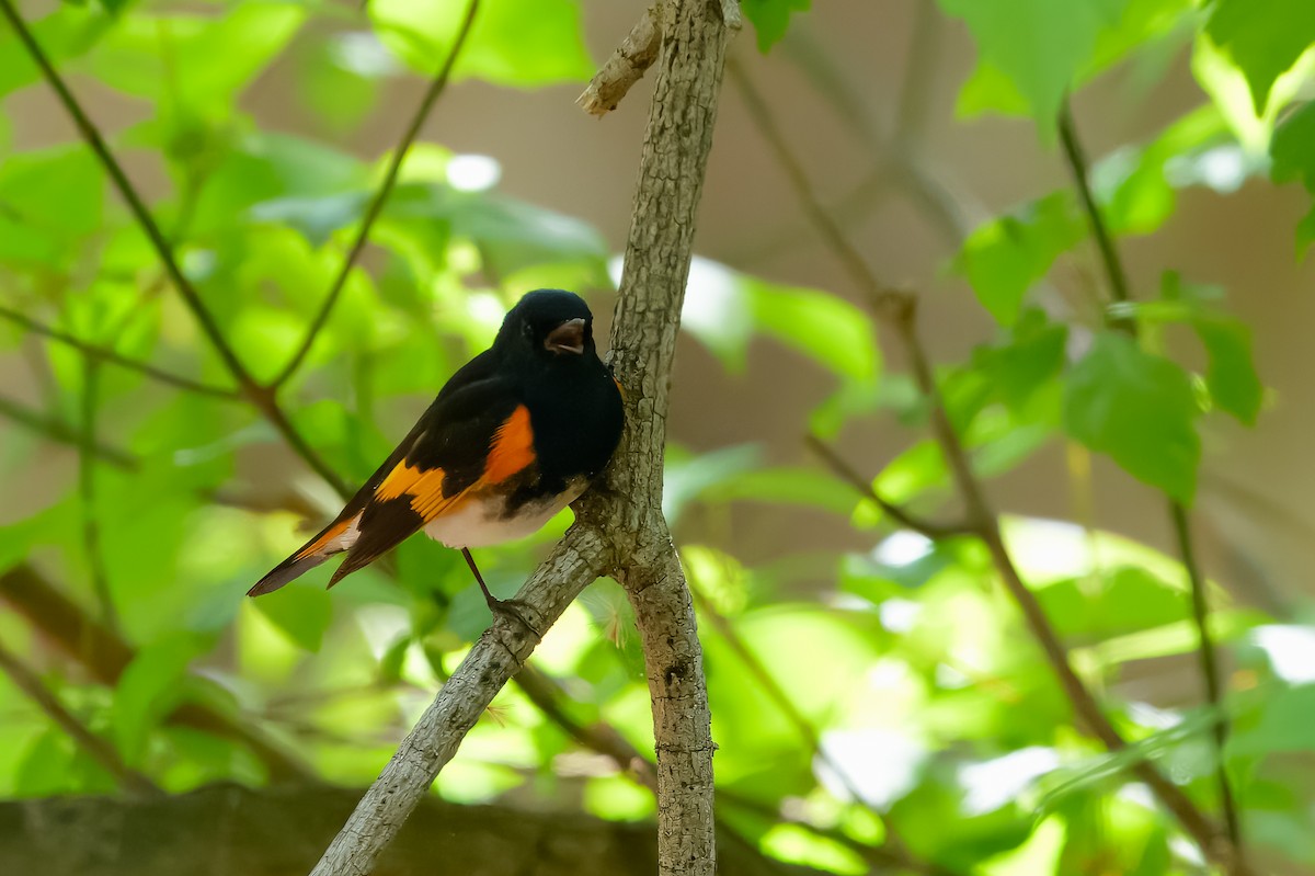 American Redstart - ML618213449