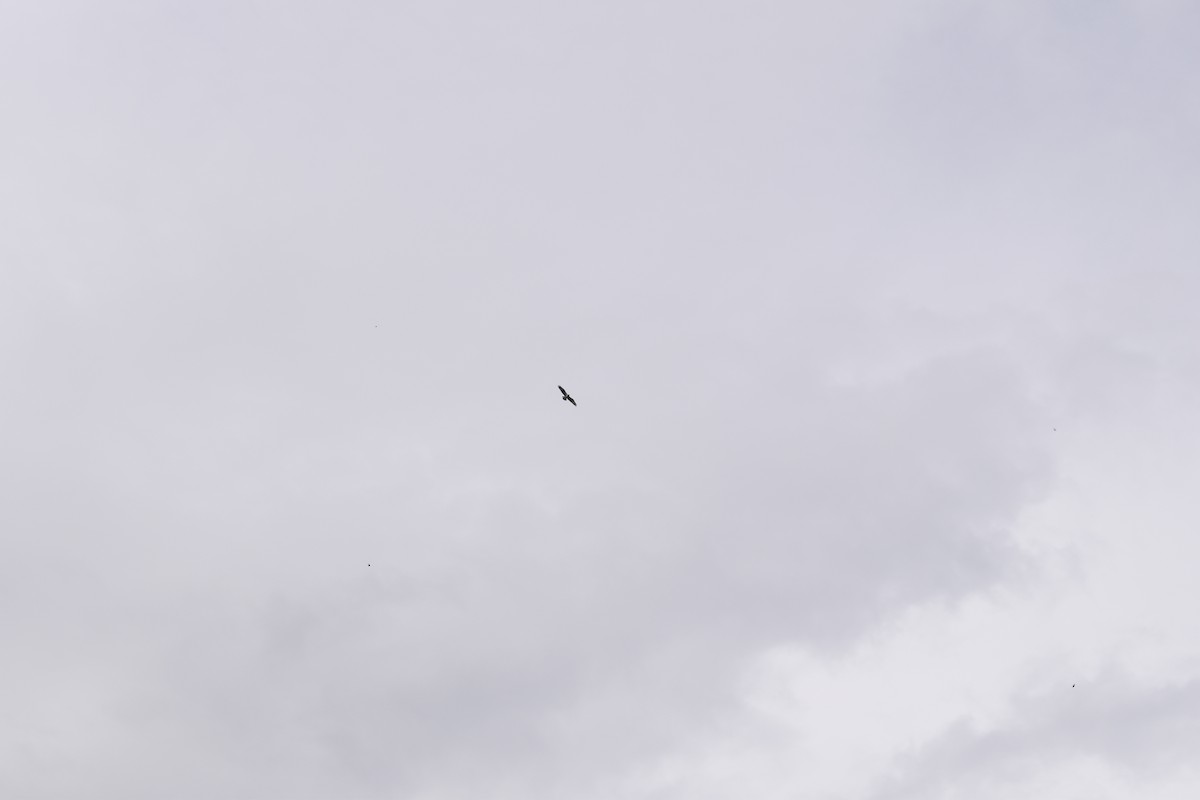 orlovec říční - ML618213464