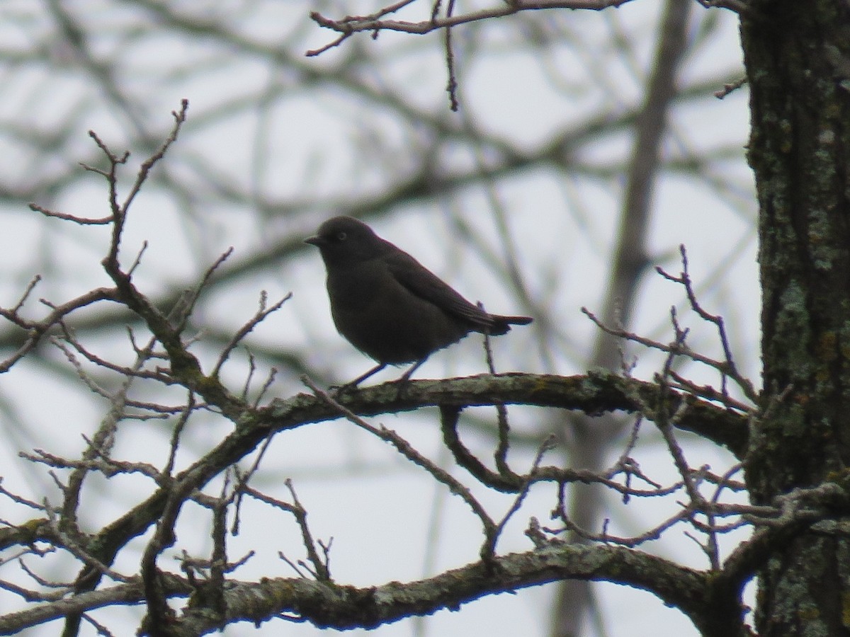 Rusty Blackbird - ML618213467