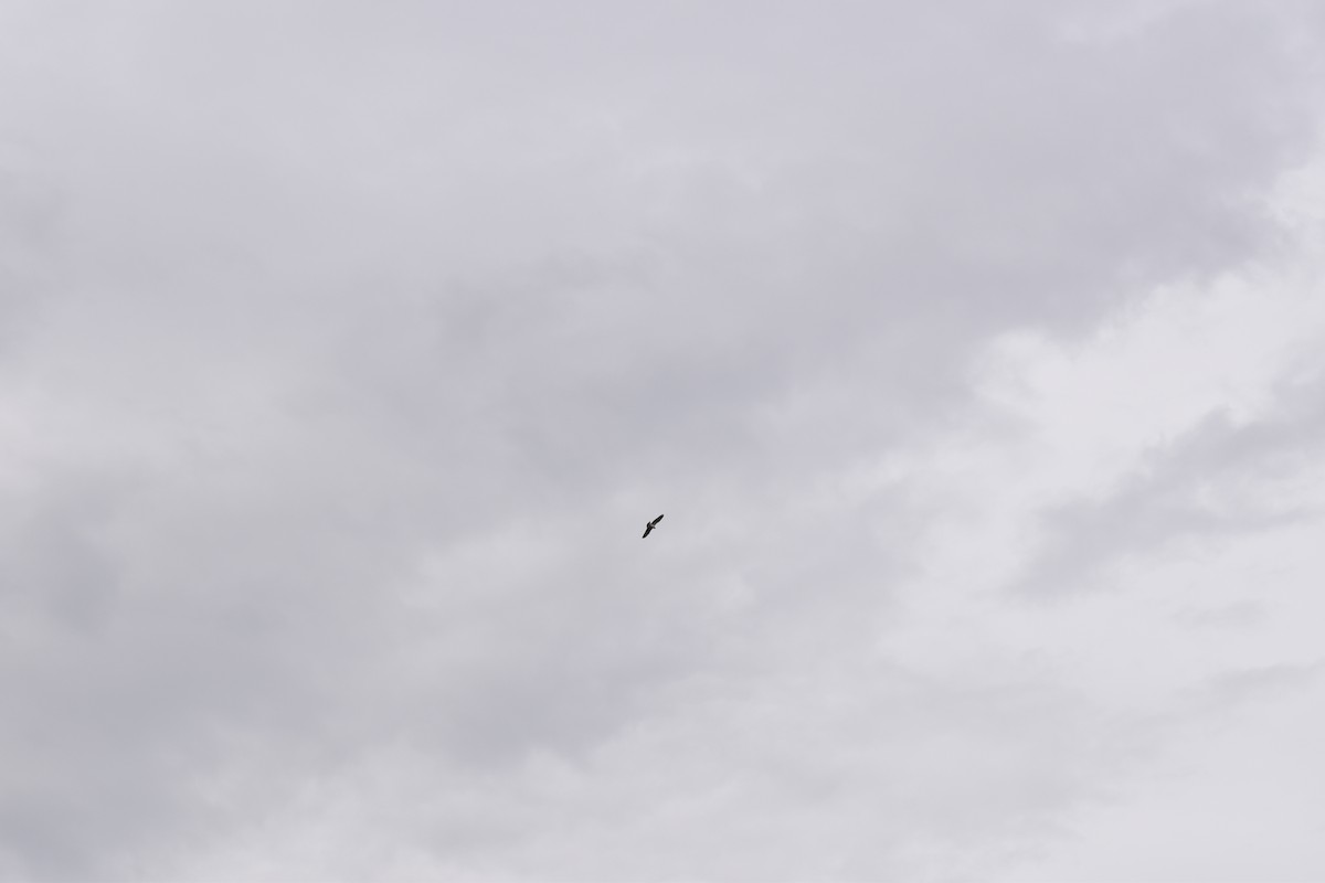 orlovec říční - ML618213468