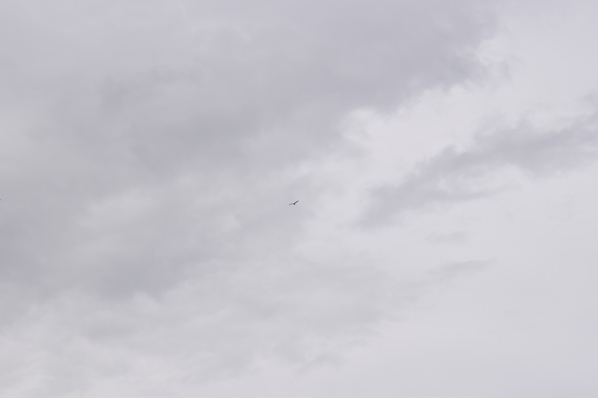 orlovec říční - ML618213469