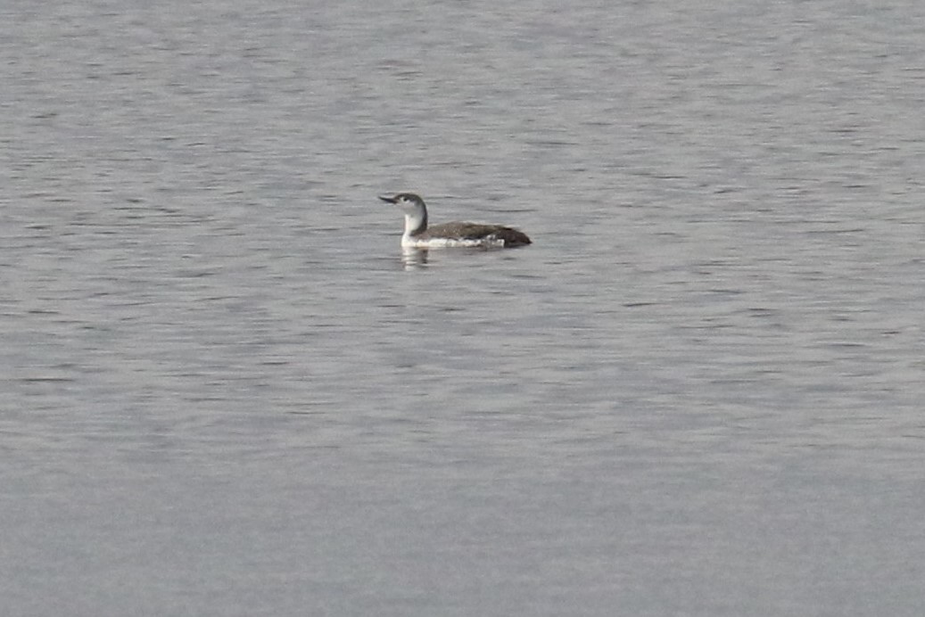 Red-throated Loon - Dan Orr