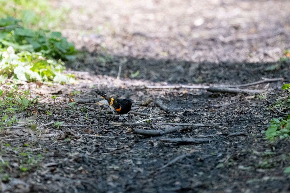 American Redstart - Susumu Nozawa