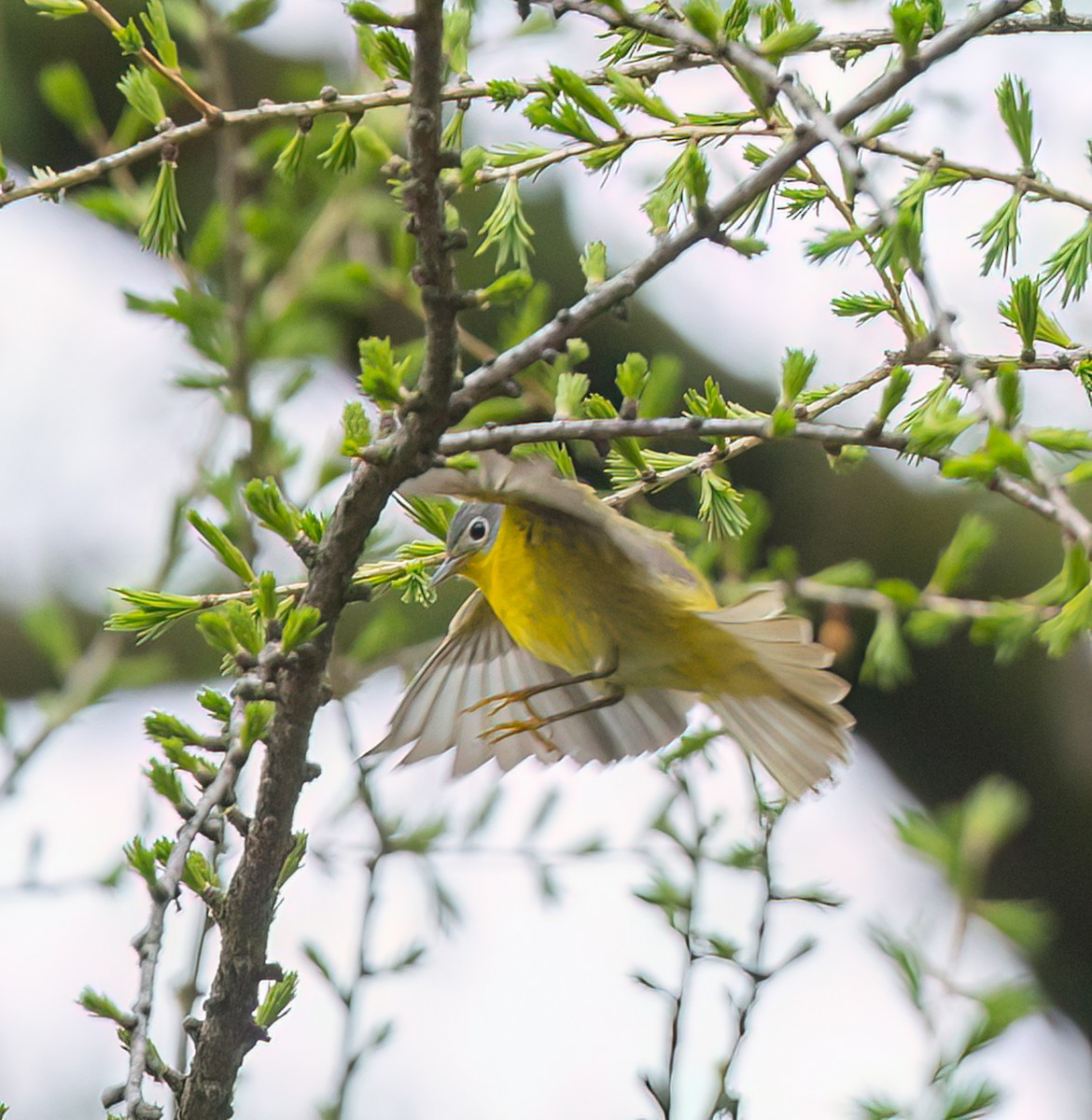 Nashville Warbler - Hin Ki  & Queenie  Pong