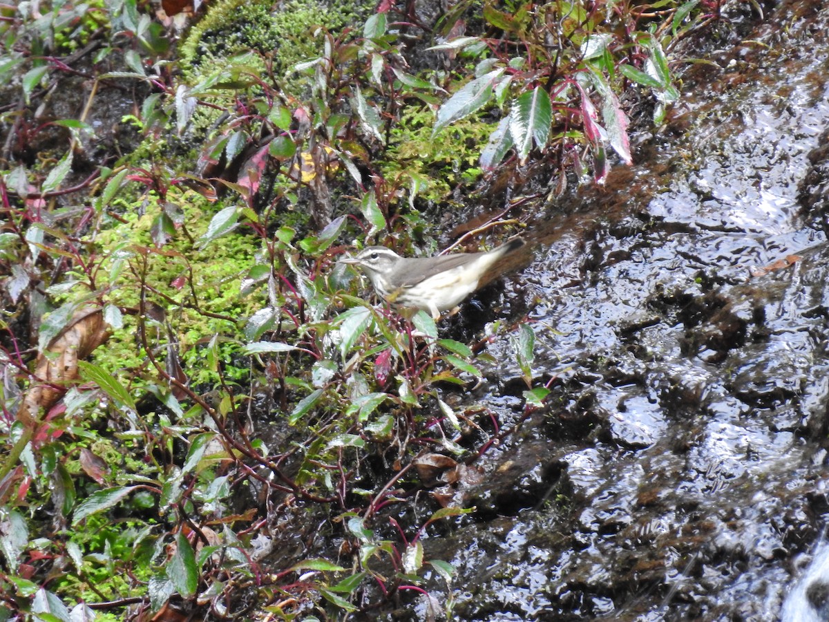 Tufted Flycatcher - Erick Barbato