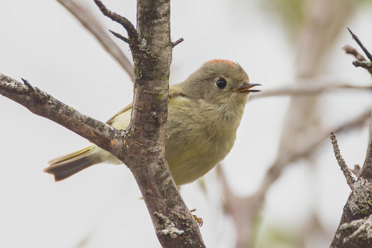 Ruby-crowned Kinglet - David Guertin