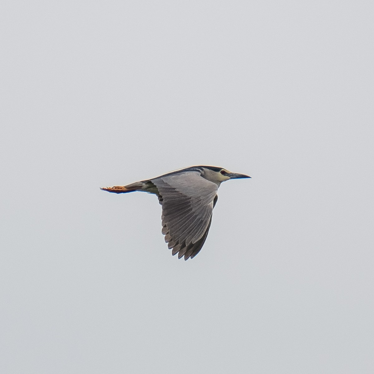 Black-crowned Night Heron - ML618213549