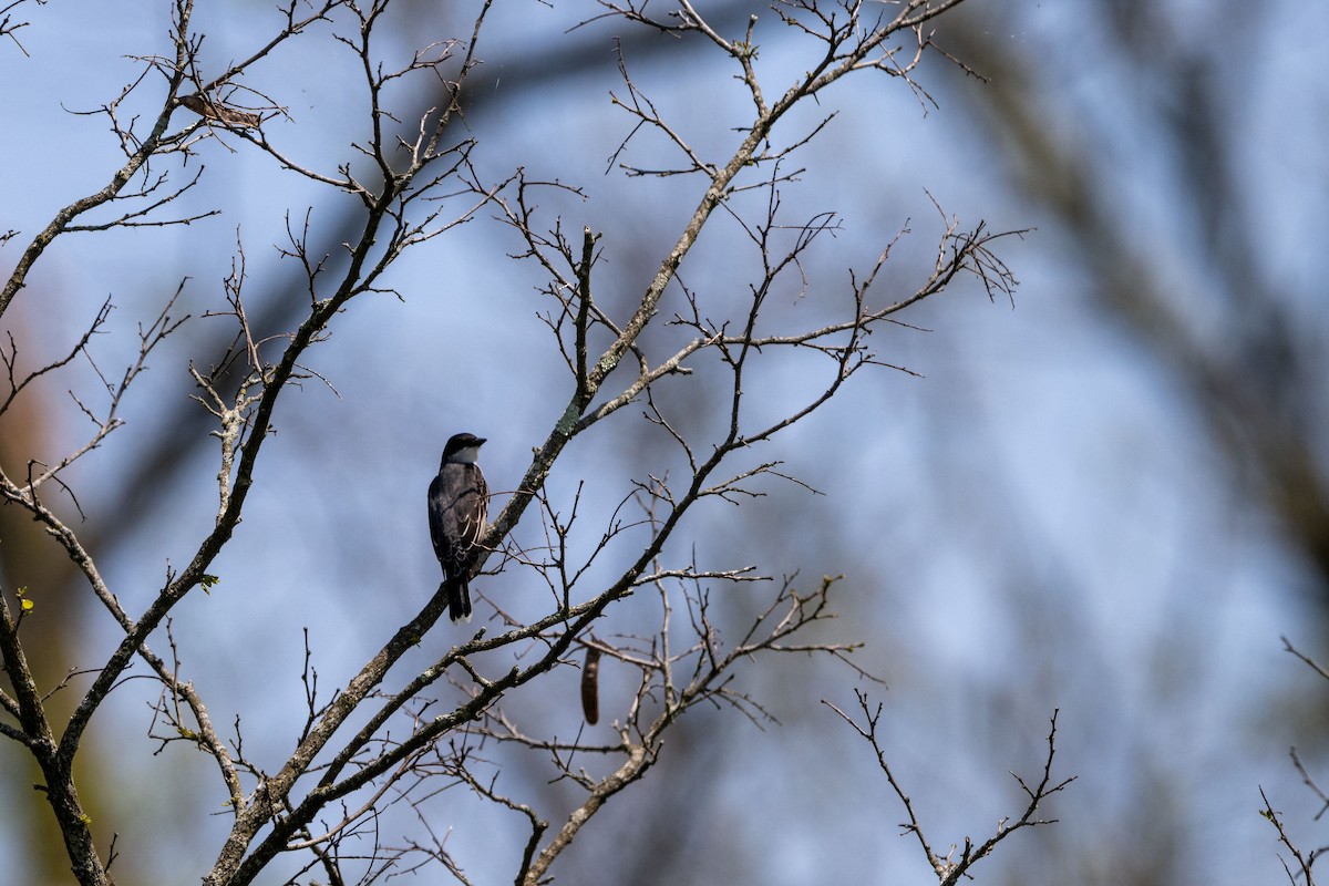 Eastern Kingbird - ML618213569