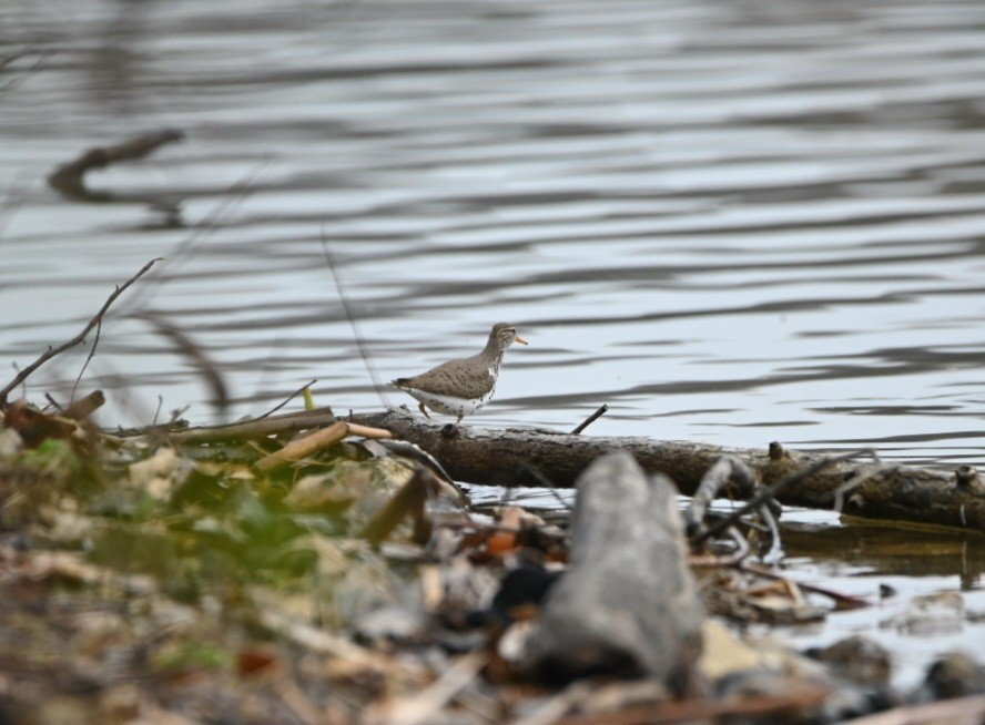 Spotted Sandpiper - Julia McGilliard