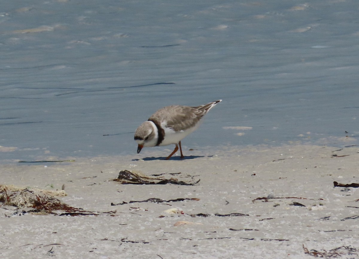 Piping Plover - ML618213589