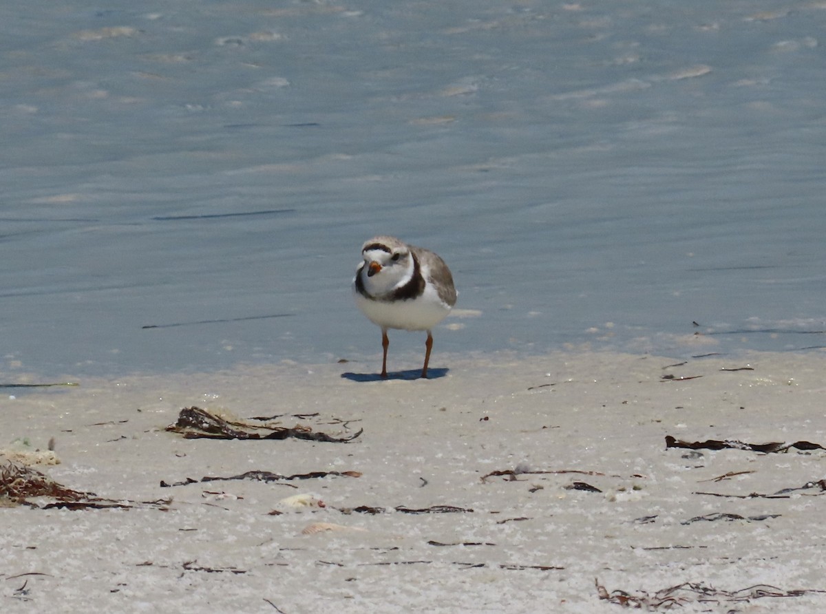 Piping Plover - ML618213590