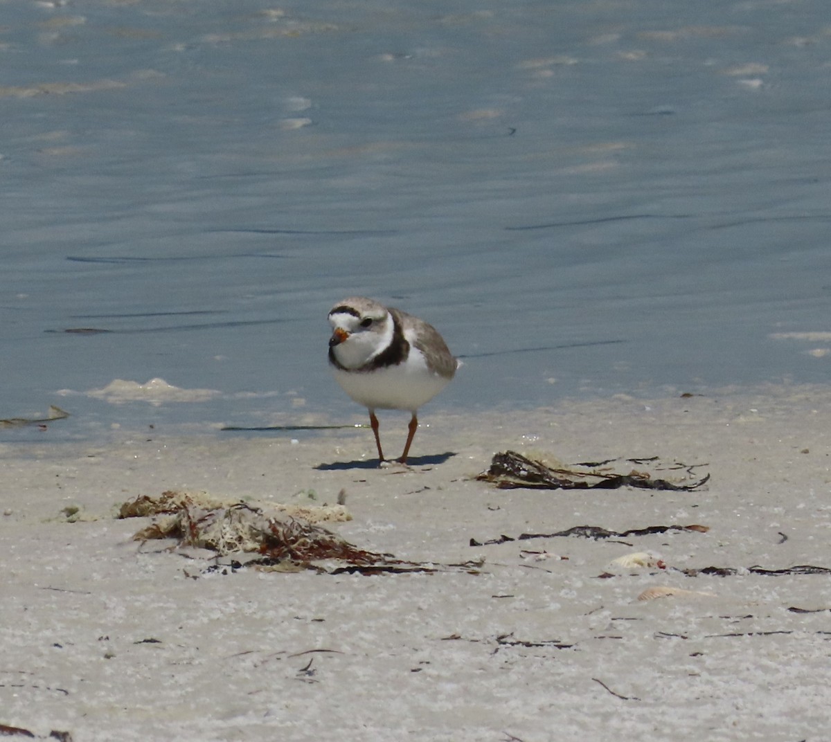 Piping Plover - ML618213591