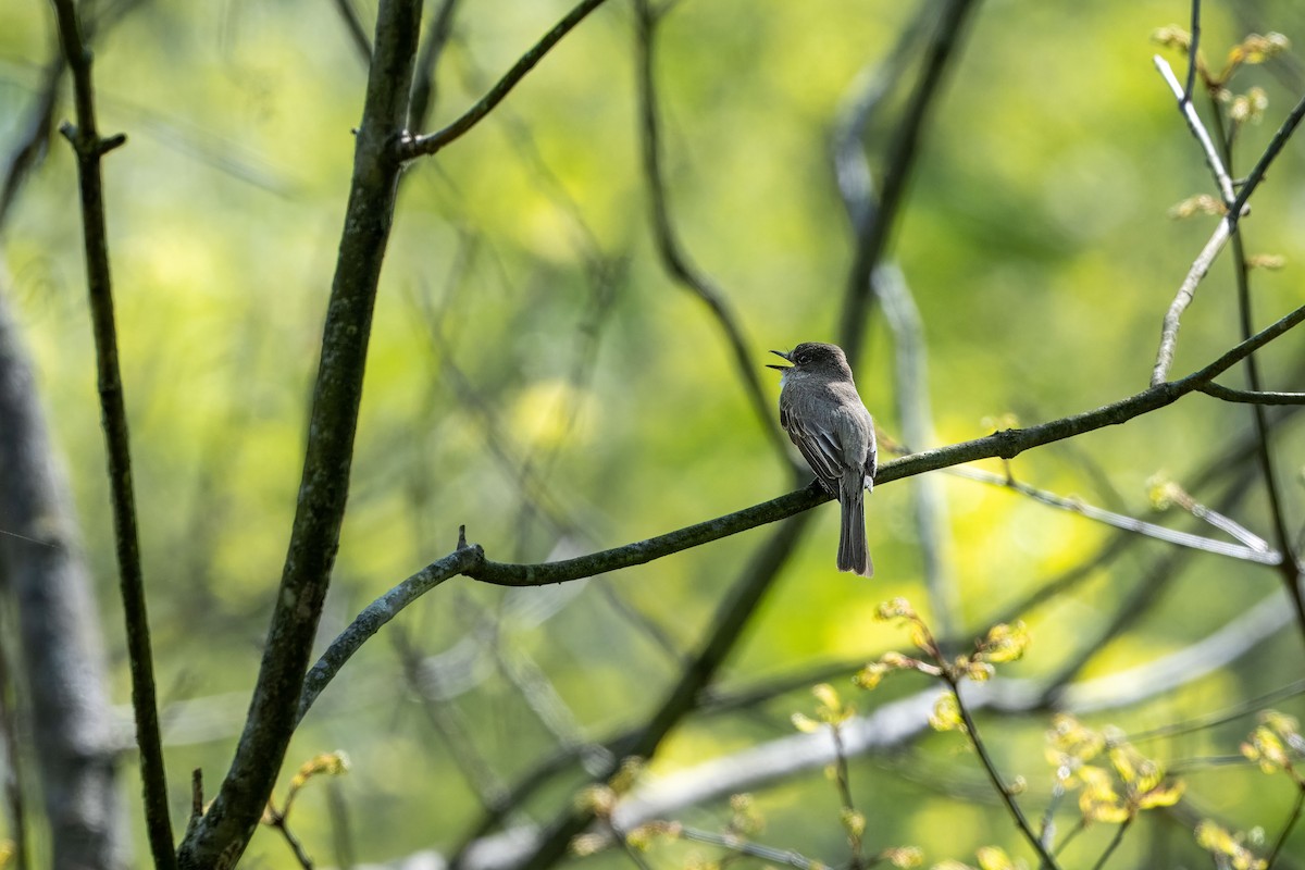 Eastern Phoebe - ML618213592