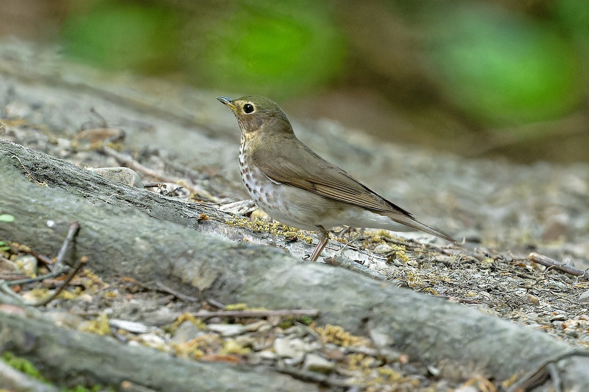 Swainson's Thrush - Jan  Kool