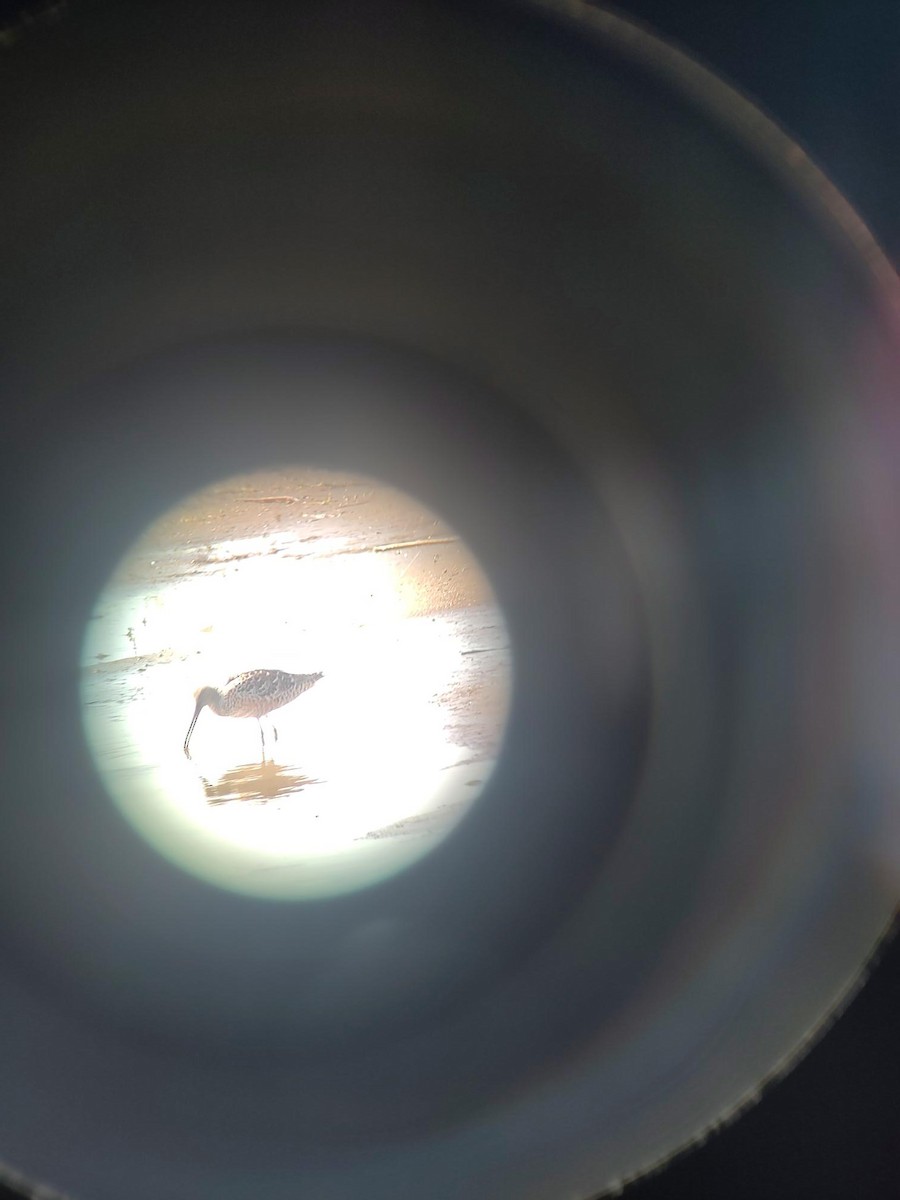 Short-billed/Long-billed Dowitcher - ML618213603