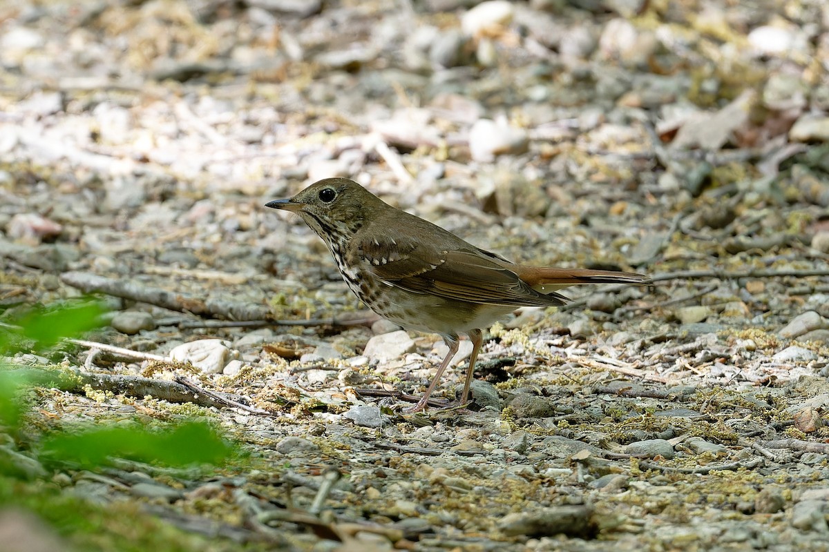 Hermit Thrush - Jan  Kool